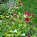 Malope trifida 'melange'